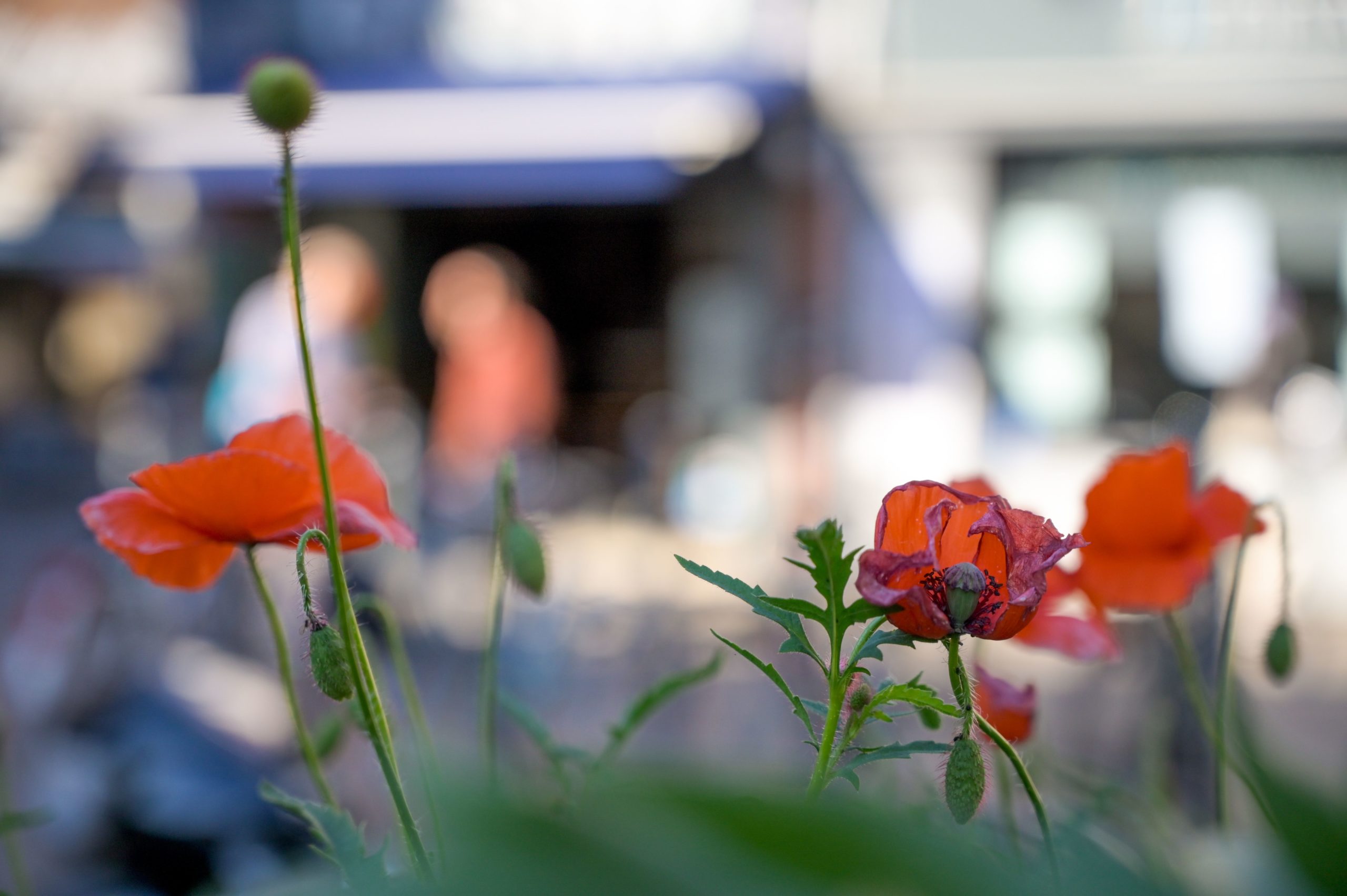 fond site oueb coquelicot